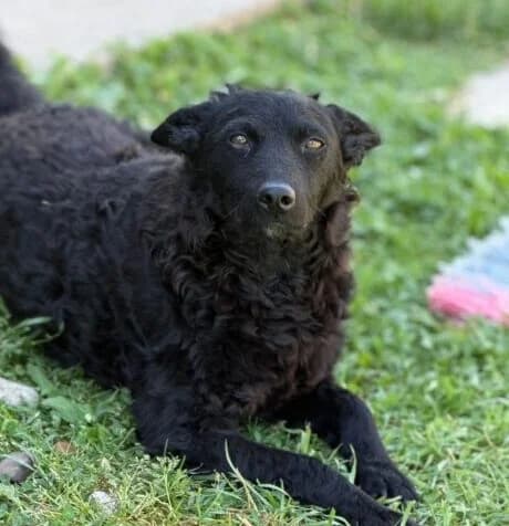 Malina,  young Mixed Breed for adoption at Ankerhunde e.V., Novi Grad