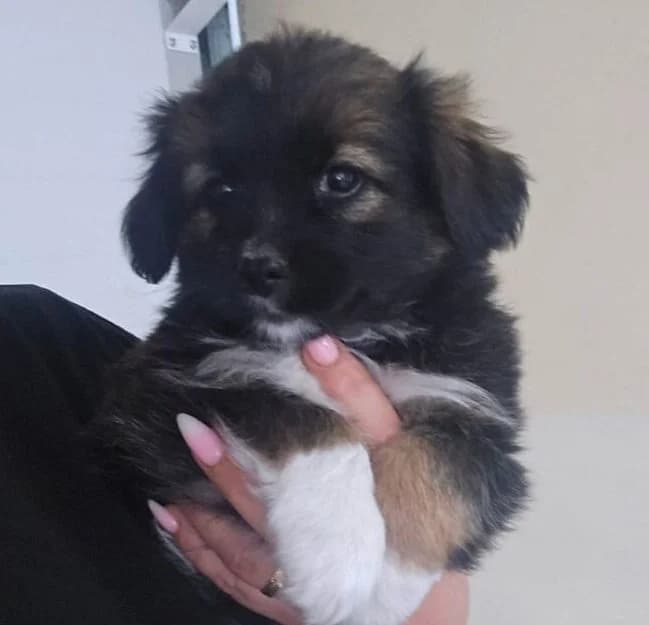 Julio,  puppy Mixed Breed for adoption at Ankerhunde e.V., Novi Grad