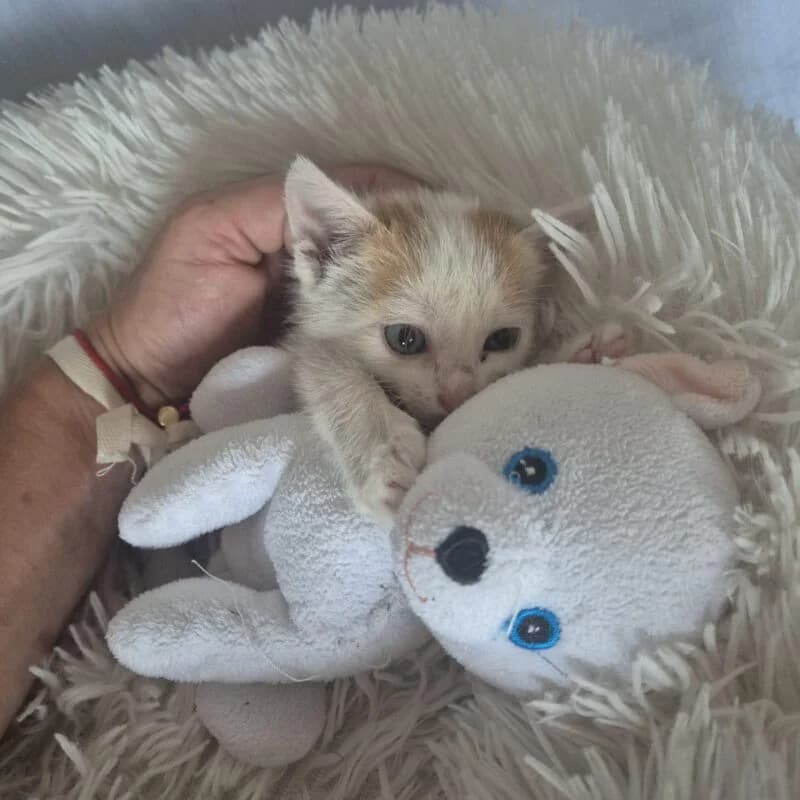 Fridolin,  puppy Mixed Breed for adoption at Ankerhunde e.V., Novi Grad