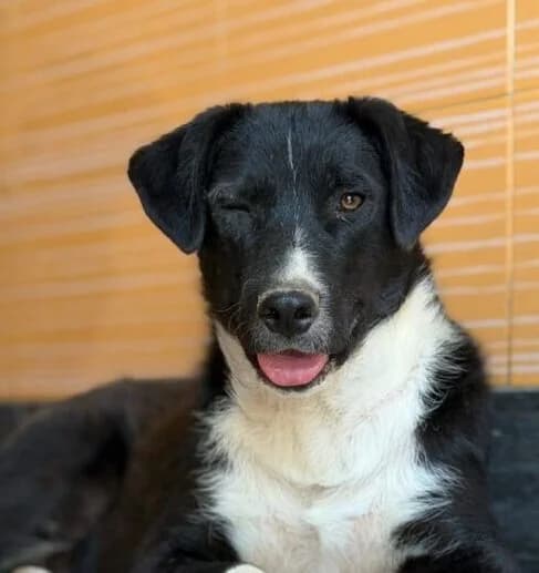 Fips,  young Mixed Breed for adoption at Ankerhunde e.V., Novi Grad