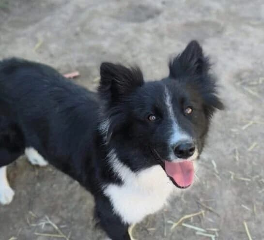 Sky, female 5yo Mixed Breed for adoption at Ankerhunde e.V., Novi Grad