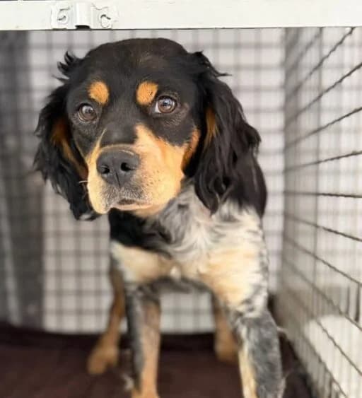 Rania,  young Mixed Breed for adoption at Ankerhunde e.V., Novi Grad