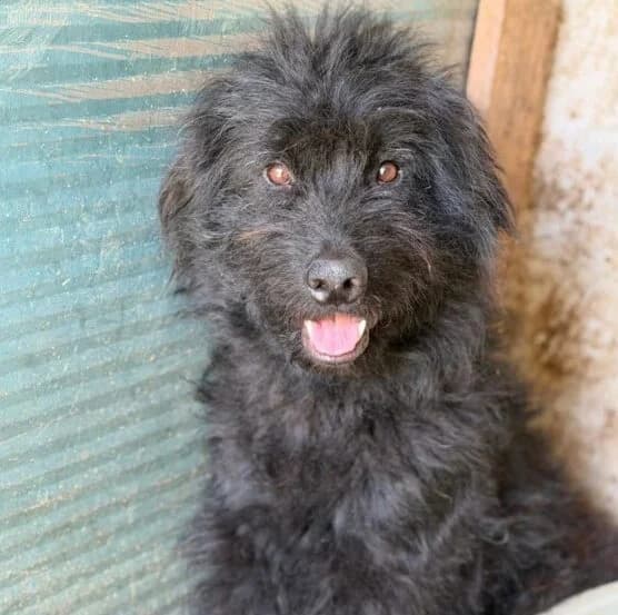 Smacks,  young Mixed Breed for adoption at Ankerhunde e.V., Novi Grad