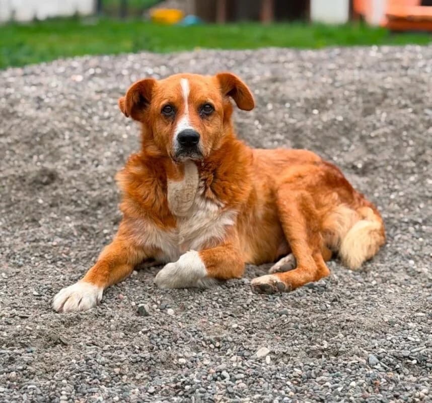 Smartie,  senior Mixed Breed for adoption at Ankerhunde e.V., Novi Grad