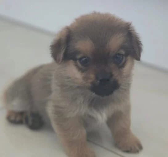 Zwergerl,  puppy Mixed Breed for adoption at Ankerhunde e.V., Novi Grad