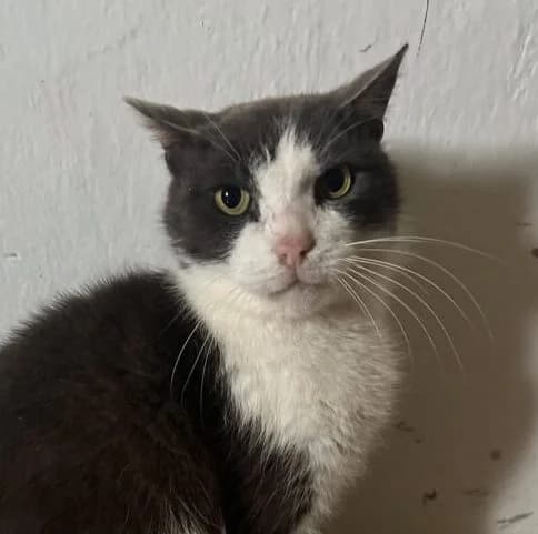 Miki, male 5yo Mixed Breed for adoption at Ankerhunde e.V., Novi Grad