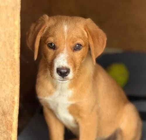 Samantha, puppy Mixed Breed for adoption at Ankerhunde e.V., Novi Grad