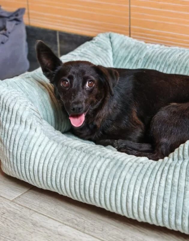 Betty, female 3yo Mixed Breed for adoption at Ankerhunde e.V., Novi Grad