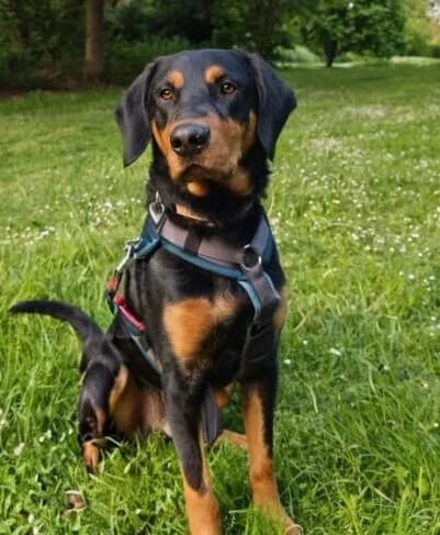 Werner, male young Mixed Breed for adoption at Ankerhunde e.V., Novi Grad