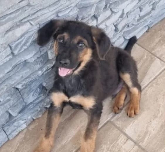 Mogli,  puppy Mixed Breed for adoption at Ankerhunde e.V., Novi Grad