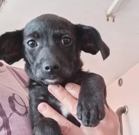 Molli,  puppy Mixed Breed for adoption at Ankerhunde e.V., Novi Grad