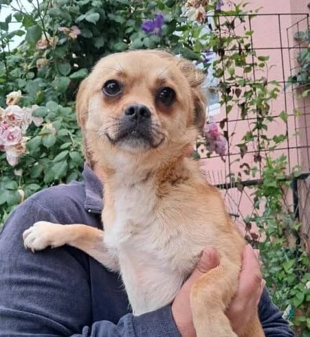 Oki,  young Mixed Breed for adoption at Ankerhunde e.V., Novi Grad