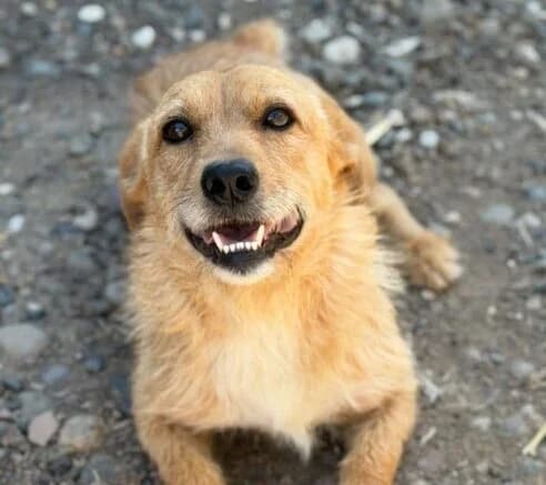 Simba,  young Mixed Breed for adoption at Ankerhunde e.V., Novi Grad