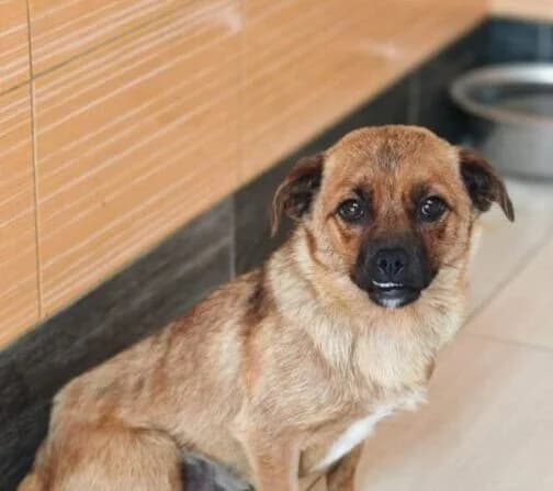 Kelly, female 5yo Mixed Breed for adoption at Ankerhunde e.V., Novi Grad