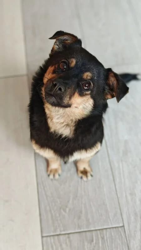Mandy, female 5yo Mixed Breed for adoption at Ankerhunde e.V., Novi Grad