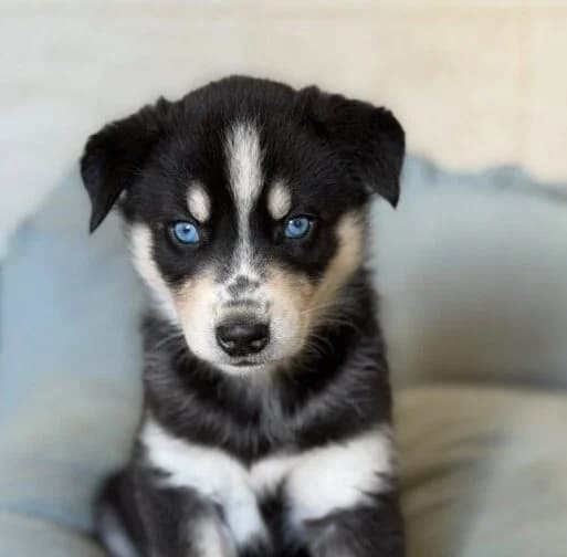 Freya, female puppy Mixed Breed for adoption at Ankerhunde e.V., Novi Grad