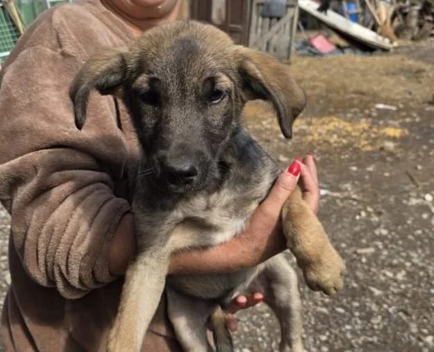 Paco,  puppy Mixed Breed for adoption at Ankerhunde e.V., Novi Grad