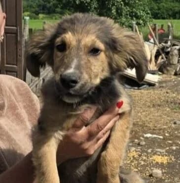 Odin,  puppy Mixed Breed for adoption at Ankerhunde e.V., Novi Grad