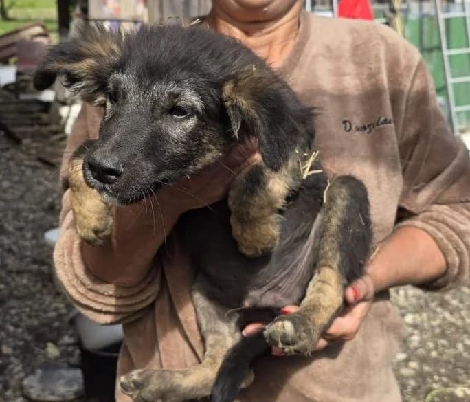 Nick,  puppy Mixed Breed for adoption at Ankerhunde e.V., Novi Grad