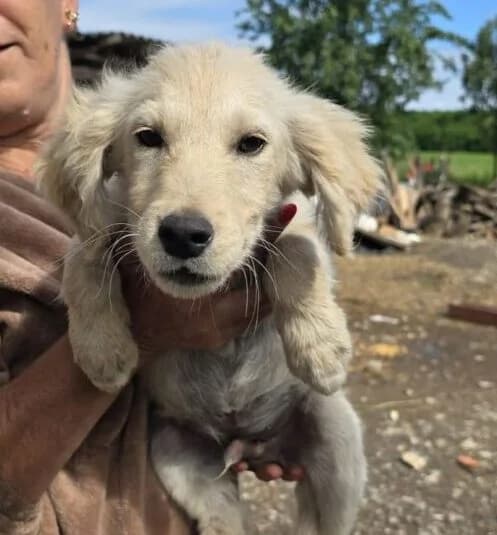 Fuchur,  puppy Mixed Breed for adoption at Ankerhunde e.V., Novi Grad