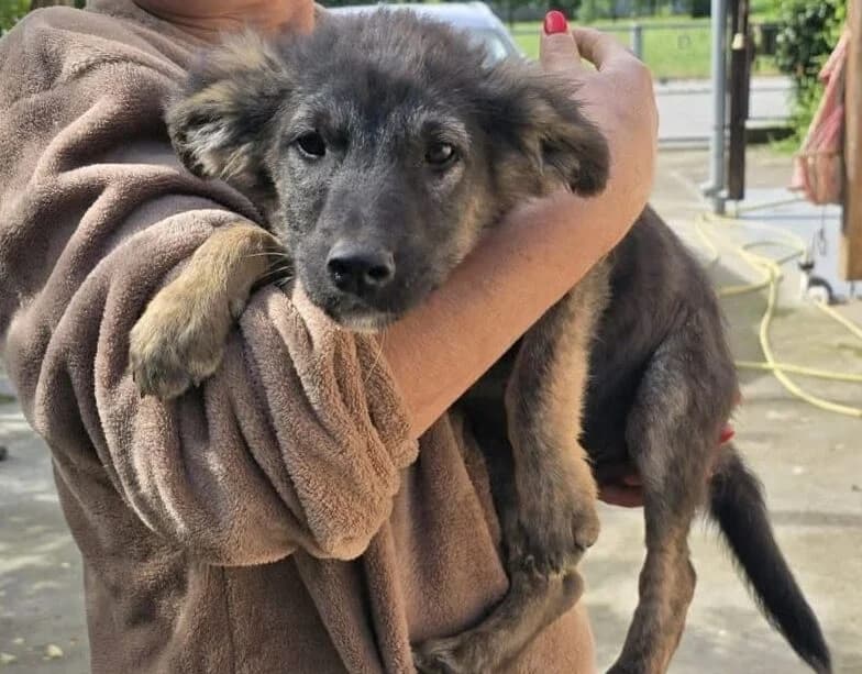 Johnny,  puppy Mixed Breed for adoption at Ankerhunde e.V., Novi Grad
