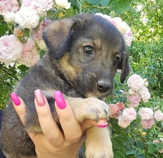 Napoli,  puppy Mixed Breed for adoption at Ankerhunde e.V., Novi Grad
