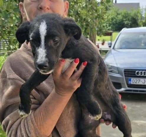 Noah,  puppy Mixed Breed for adoption at Ankerhunde e.V., Novi Grad