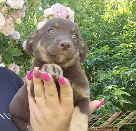 Afra, female puppy Mixed Breed for adoption at Ankerhunde e.V., Novi Grad