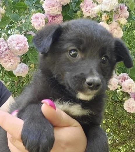 Quennie, female puppy Mixed Breed for adoption at Ankerhunde e.V., Novi Grad