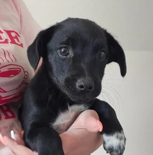 Zana,  puppy Mixed Breed for adoption at Ankerhunde e.V., Novi Grad