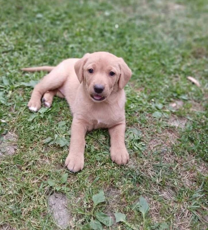 Peaches, puppy Mixed Breed for adoption at Ankerhunde e.V., Novi Grad