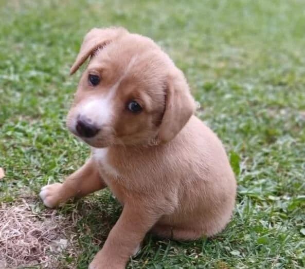 Luna,  puppy Mixed Breed for adoption at Ankerhunde e.V., Novi Grad