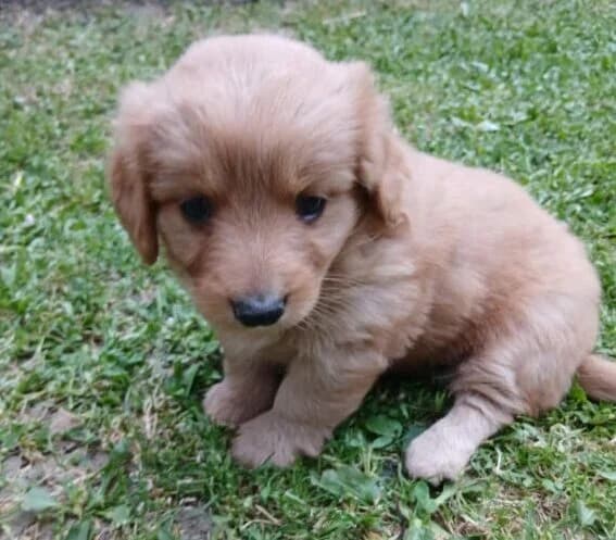 Elsa,  puppy Mixed Breed for adoption at Ankerhunde e.V., Novi Grad