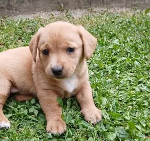 Boomer,  puppy Mixed Breed for adoption at Ankerhunde e.V., Novi Grad
