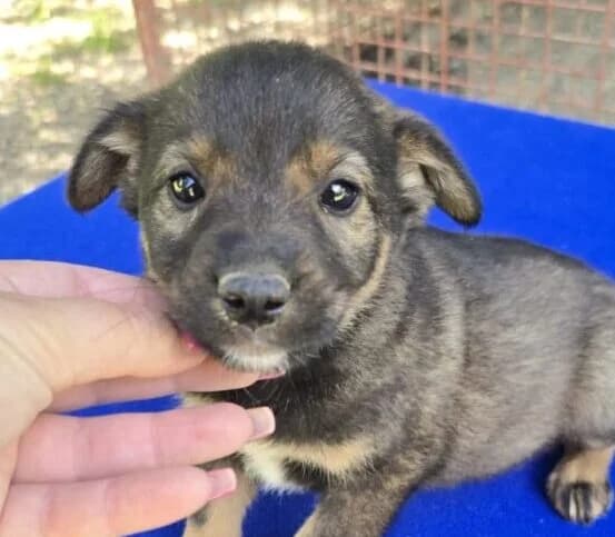 Karla, female puppy Mixed Breed for adoption at Ankerhunde e.V., Novi Grad