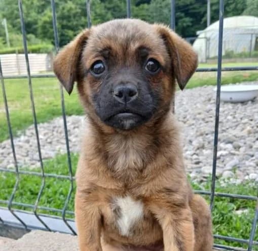 Penny,  puppy Mixed Breed for adoption at Ankerhunde e.V., Novi Grad