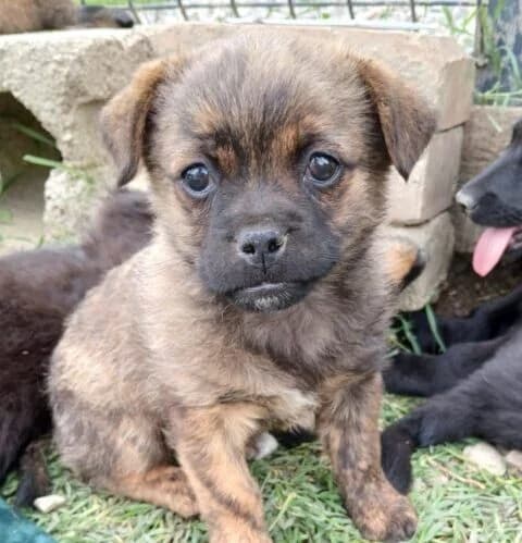 Emma,  puppy Mixed Breed for adoption at Ankerhunde e.V., Novi Grad