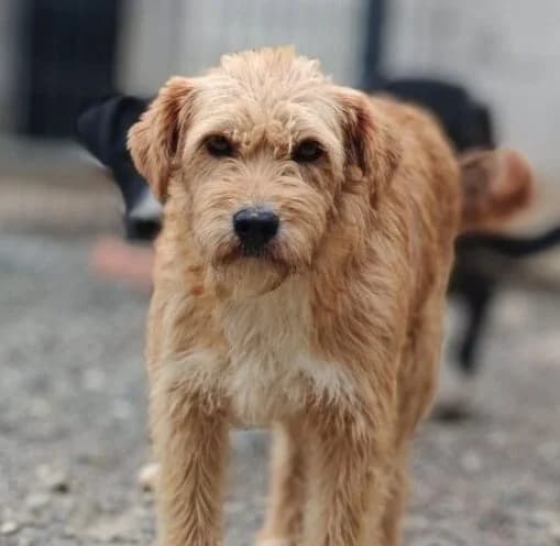 Lara, female 3yo Mixed Breed for adoption at Ankerhunde e.V., Novi Grad