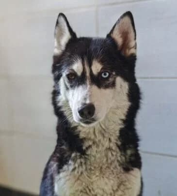 Jonna, female 4yo Mixed Breed for adoption at Ankerhunde e.V., Novi Grad