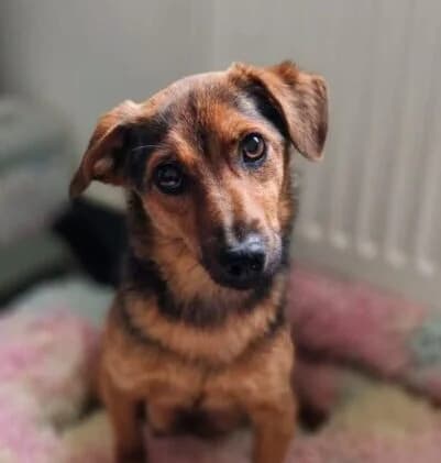 Zara,  young Mixed Breed for adoption at Ankerhunde e.V., Novi Grad