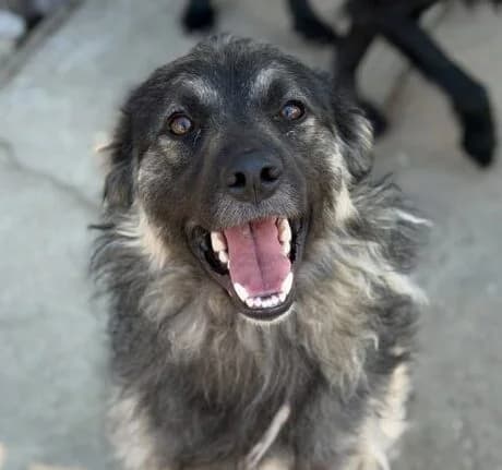 Silvio,  young Mixed Breed for adoption at Ankerhunde e.V., Novi Grad