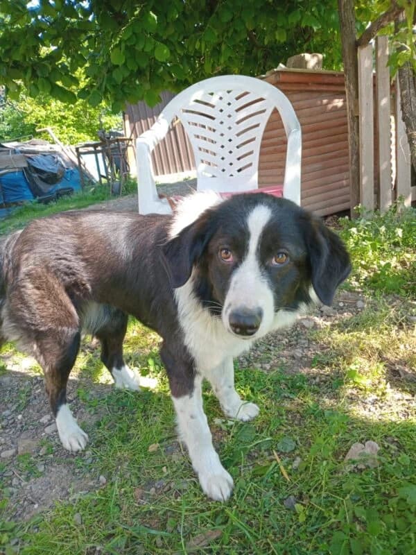 Hazel,  5yo Mixed Breed for adoption at Ankerhunde e.V., Novi Grad