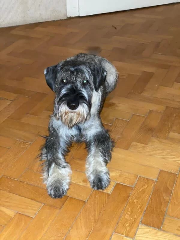 Azura, female 6yo Mixed Breed for adoption at Ankerhunde e.V., Novi Grad