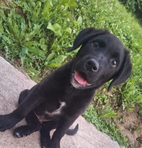 Goofy,  puppy Mixed Breed for adoption at Ankerhunde e.V., Novi Grad