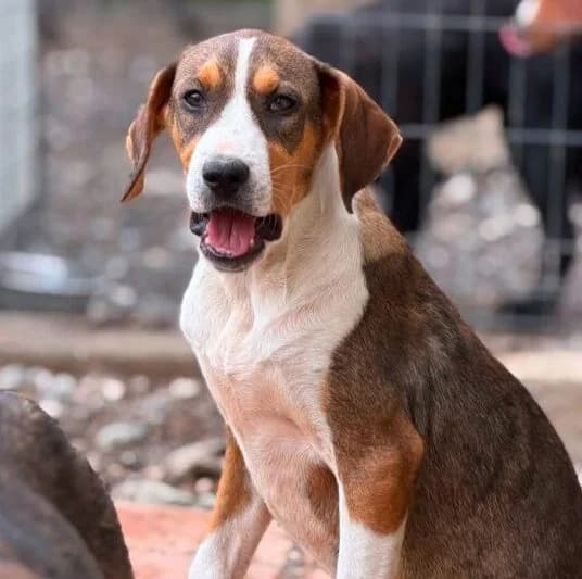 Pepe,  puppy Mixed Breed for adoption at Ankerhunde e.V., Novi Grad