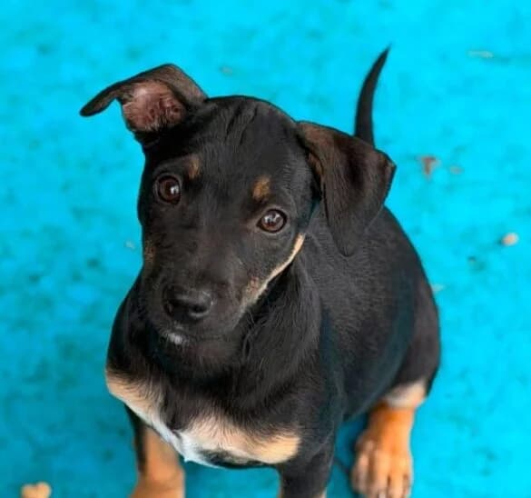 Loona,  puppy Mixed Breed for adoption at Ankerhunde e.V., Novi Grad