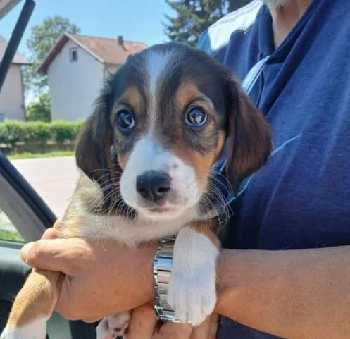 Nova,  puppy Mixed Breed for adoption at Ankerhunde e.V., Novi Grad