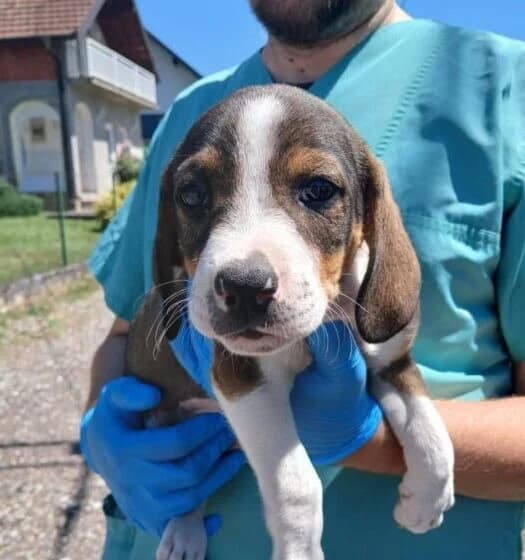 Pino,  puppy Mixed Breed for adoption at Ankerhunde e.V., Novi Grad