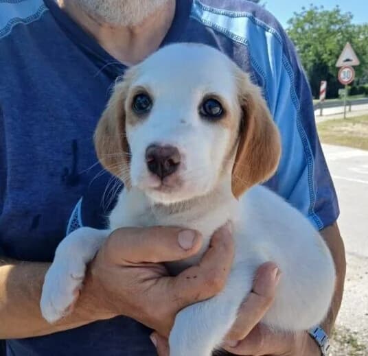 Vito,  puppy Mixed Breed for adoption at Ankerhunde e.V., Novi Grad