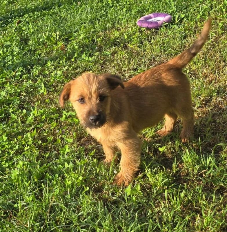 Nugget,  puppy Mixed Breed for adoption at Ankerhunde e.V., Novi Grad